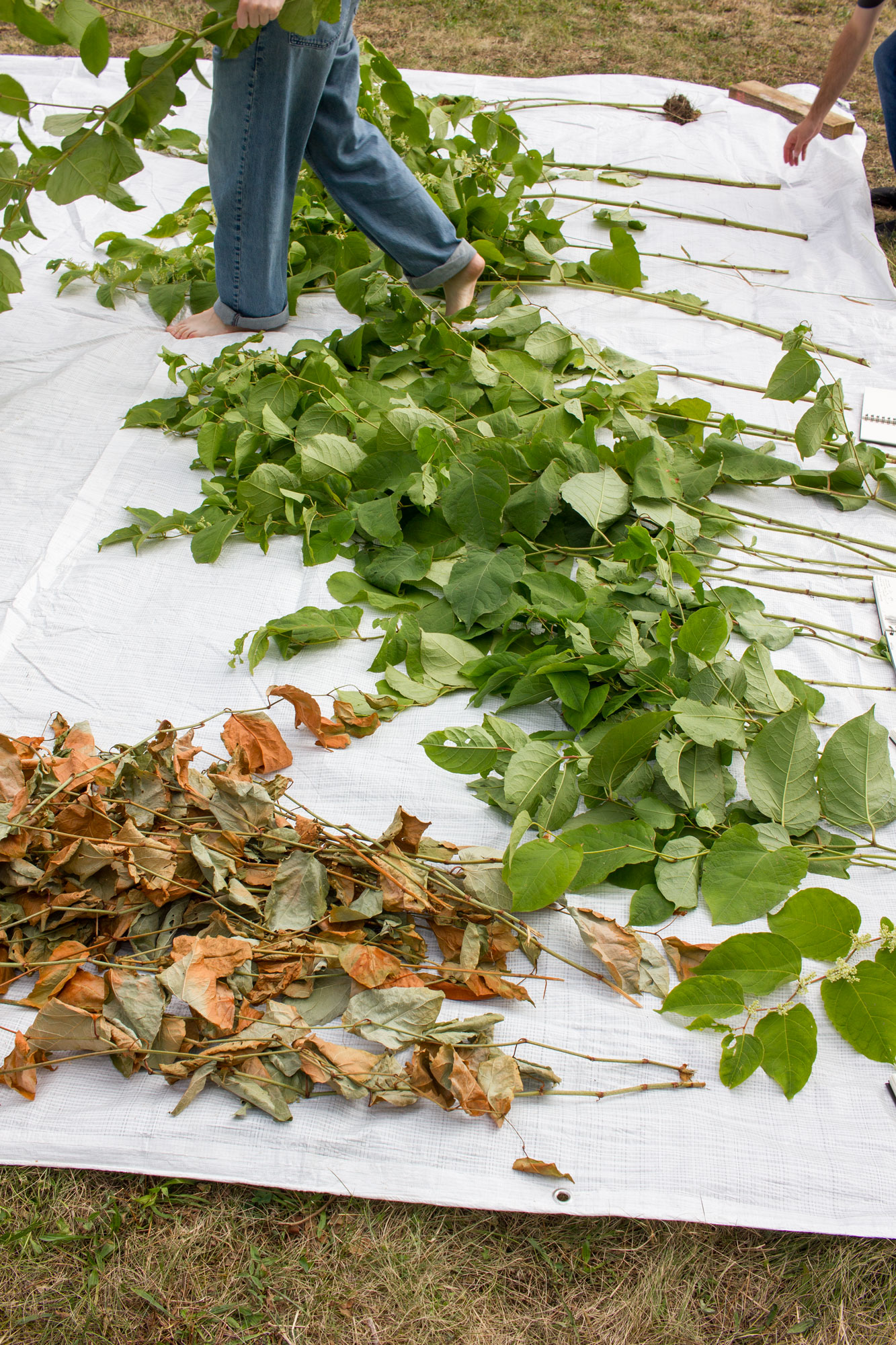 Fresh green and dried brown knotweed stems and leaves sorted on a white tarp on the lawn asphalt kollektiv