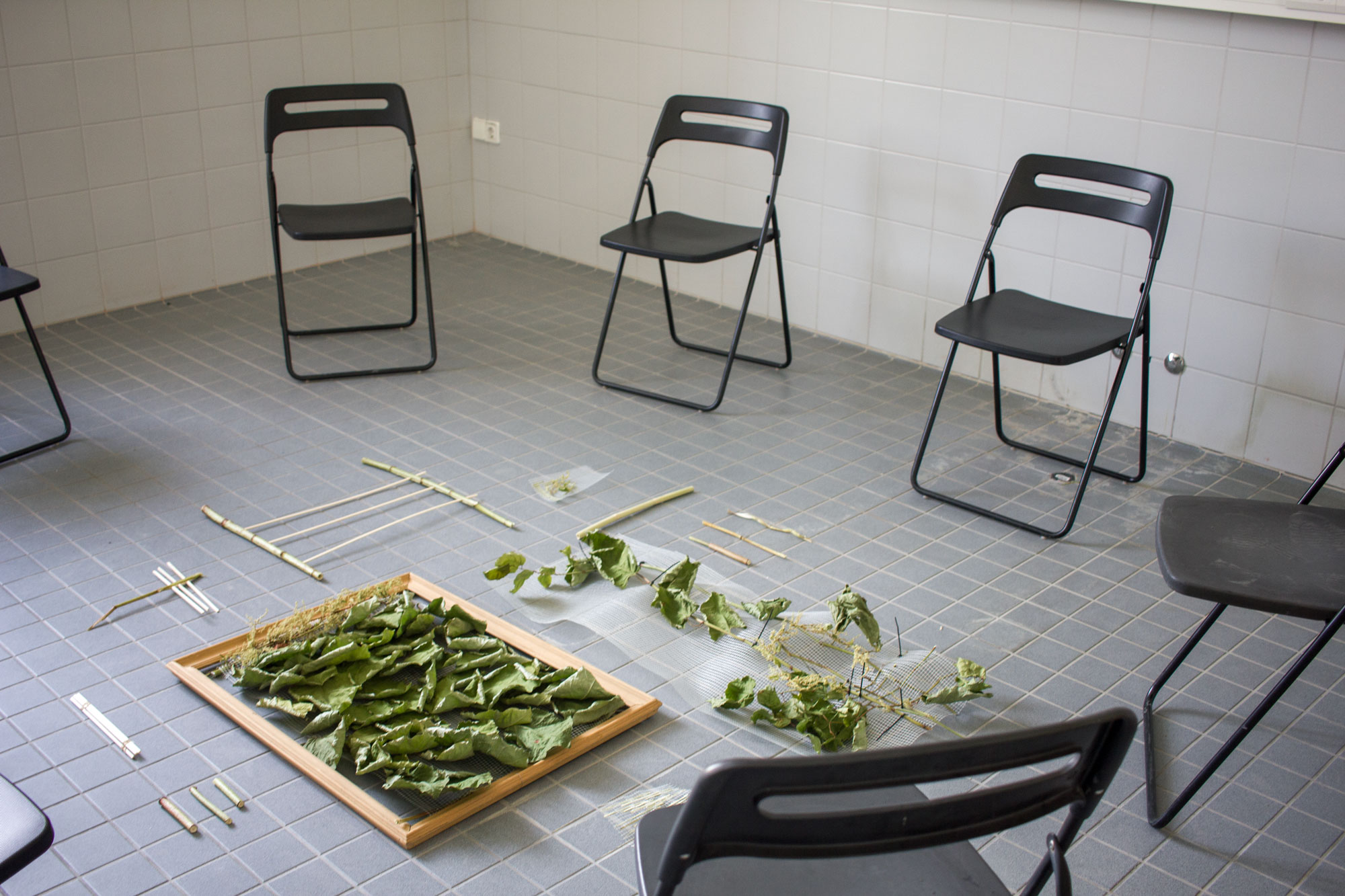 Tiled workshop room with folding chairs, a frame of pressed knotweed leaves and stalks laid out on the floor asphalt kollektiv