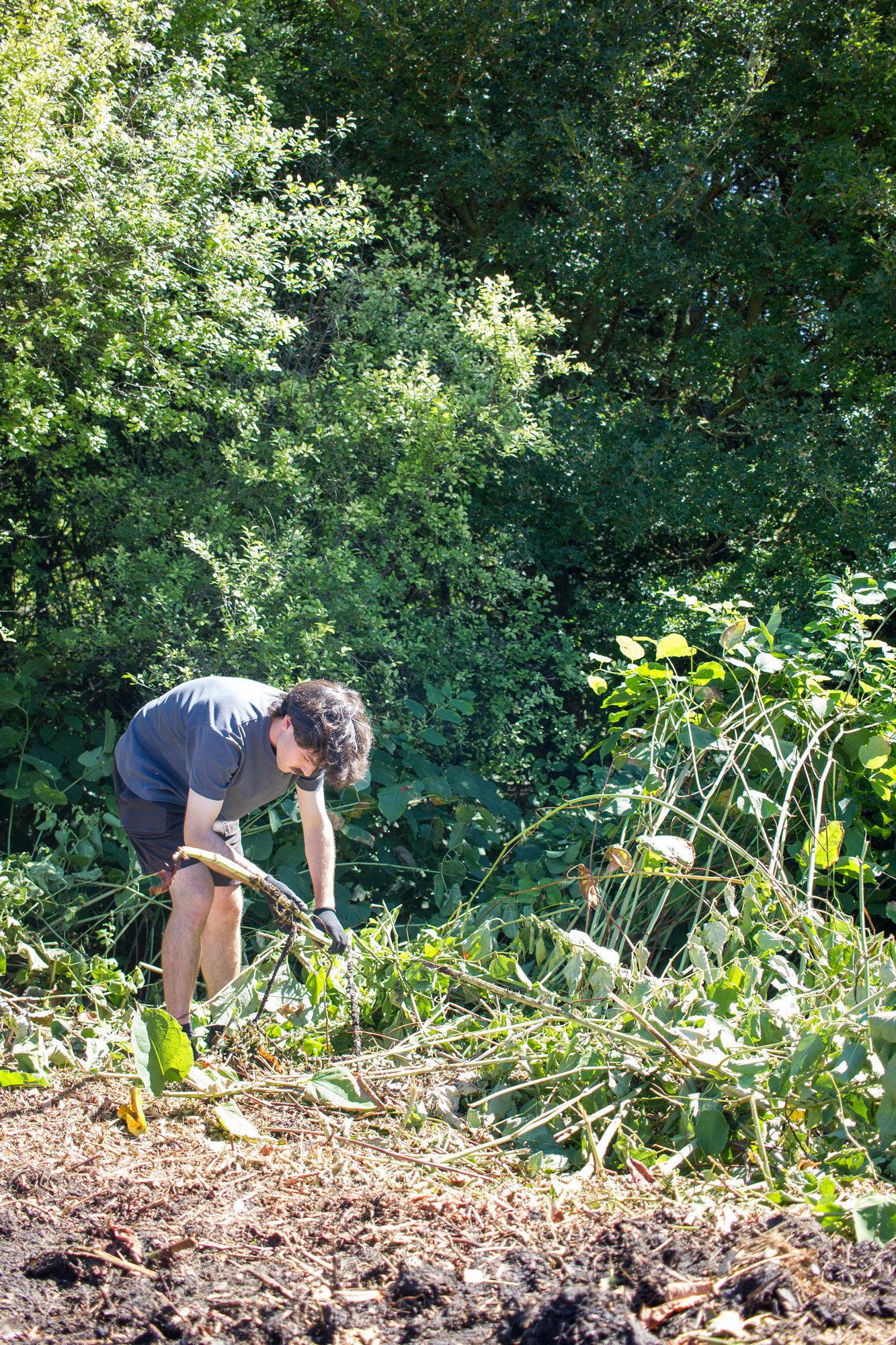 Workshop participant harvesting Japanese knotweed on the Otto Wagner Areal in Vienna asphalt kollektiv
