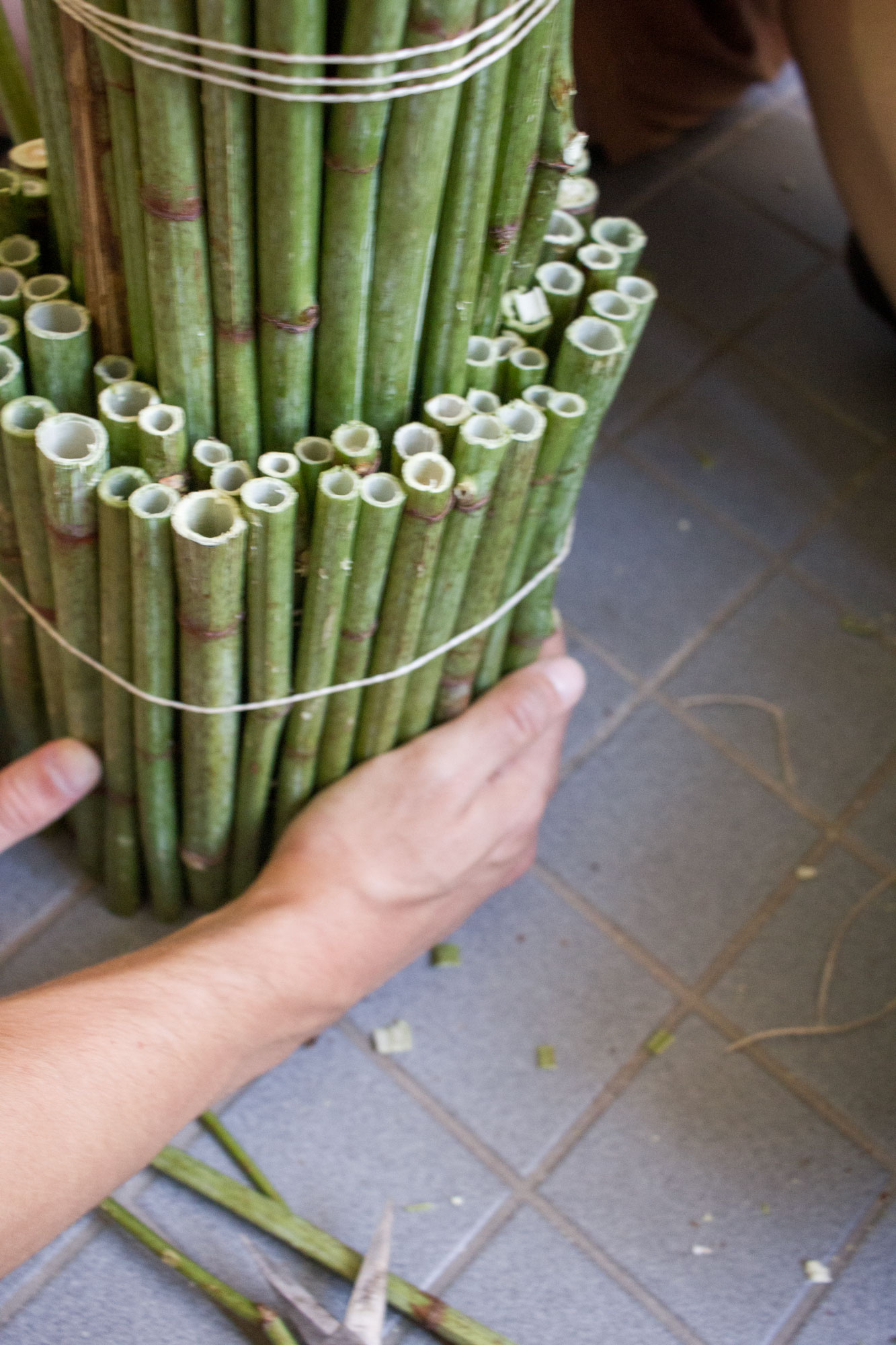 Hands binding hollow knotweed stalks into a dense bundle with string asphalt kollektiv